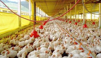 Entre Ríos estudiará al virus mundial que afecta la producción avícola