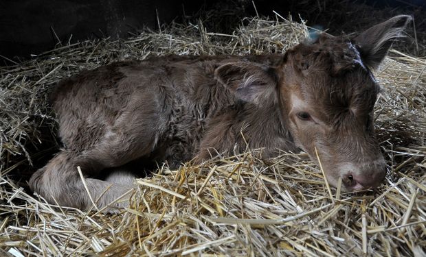 Nació Tini Tini y es la atracción del Pabellón: así es la hija del mejor toro del mundo