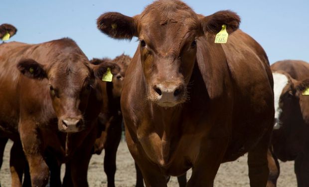 El Sistema busca establecer parámetros de calidad de carne.