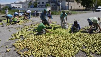 Productores de Río Negro reclaman por bajo precio y tiran unos 100 mil kilos de peras