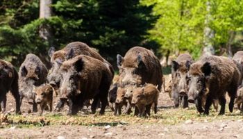 Javali é problema de saúde pública e exige política de Estado, diz Tirso Meirelles