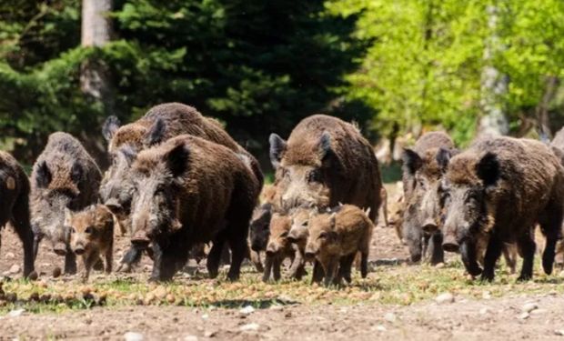 Tirso reconheceu que os estados já têm autonomia para agir, mas avaliou que a burocracia impede respostas efetivas