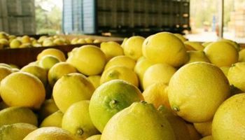 Esperan que los limones tucumanos ingresen a Brasil este año