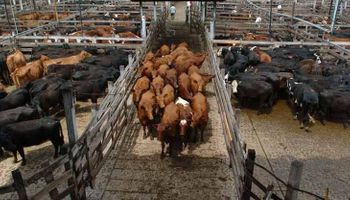 Fuerte participación de la demanda exportadora en el mercado de Liniers