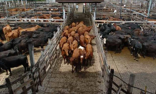 Mejoró el precio de la vaca por la demanda exportadora.