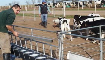 Tambo: cómo los primeros 60 días pueden definir hasta 500 litros de leche