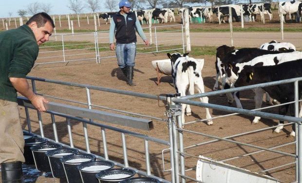 Tambo: cómo los primeros 60 días pueden definir hasta 500 litros de leche