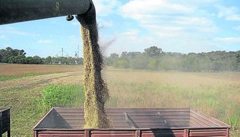 Aumentó la producción de trigo en Entre Ríos