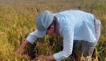 La empresa que difunde tecnología francesa en el agro argentino con 120 ingenieros a campo: "Buscamos los problemas"