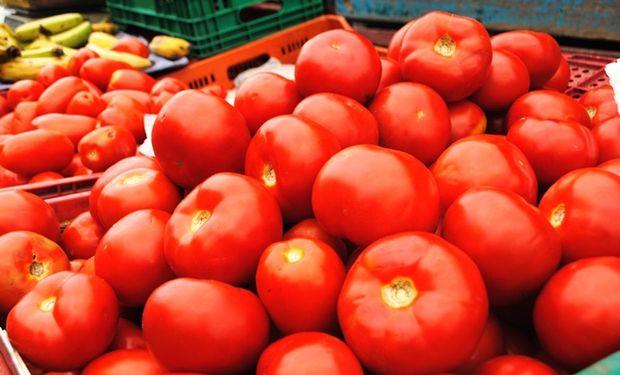 Altas temperaturas registradas em importantes regiões produtoras de tomate elevaram o preço