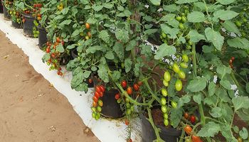 Pesquisa promove cultivo de tomate cereja em substrato de casca de coco