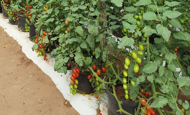 Pesquisa promove cultivo de tomate cereja em substrato de casca de coco