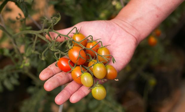 De acordo com Zé Silva, a valorização da produção agropecuária reduz a dependência de importações, produz excedentes e contribui fortemente para a geração de emprego