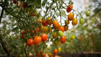 Projeto torna produção agropecuária nacional prioridade de Estado