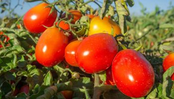 Goiás luta para controlar uma das pragas mais temidas pelos produtores de tomate