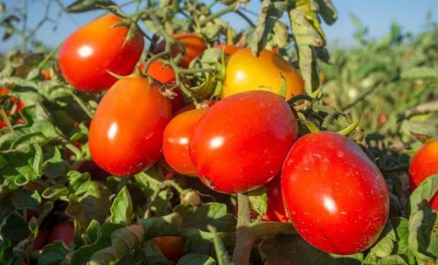 Goiás luta para controlar uma das pragas mais temidas pelos produtores de tomate