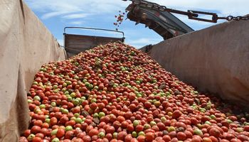 La cumbre del tomate: cómo se produce y las nuevas tecnologías que aparecen para potenciar el rendimiento