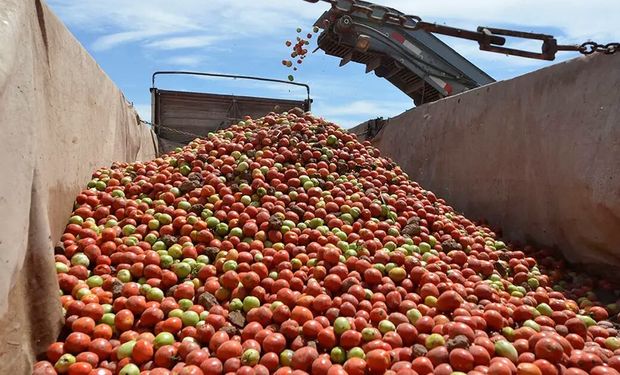 La cumbre del tomate: cómo se produce y las nuevas tecnologías que aparecen para potenciar el rendimiento