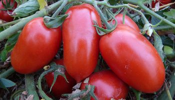 Praga do tomate é identificada em Goiás e pode reduzir até 80% da produtividade
