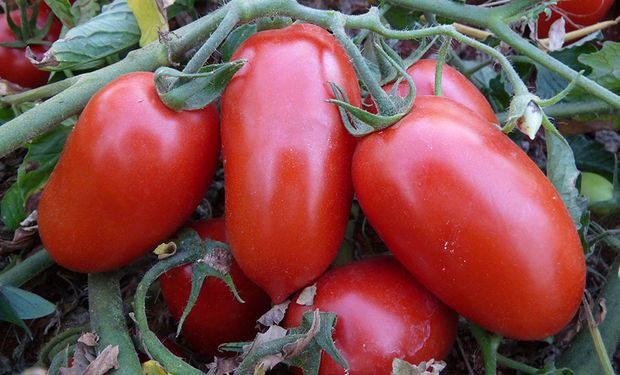 Praga do tomate é identificada em Goiás e pode reduzir até 80% da produtividade