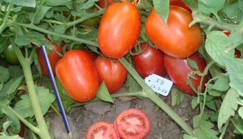 Presentan nuevas variedades de tomate