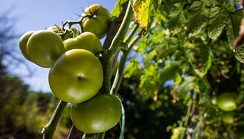 Dia do tomate: produção deve crescer 10% em 2023, diz Tomate BR