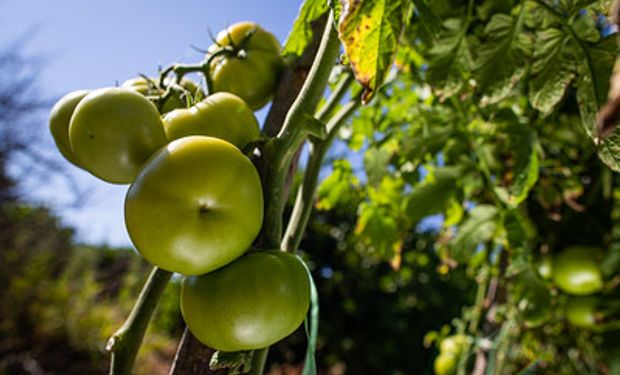 Presidente da Tomate BR traça um panorama do setor e da cadeia produtiva. (foto - CNA/Senar)