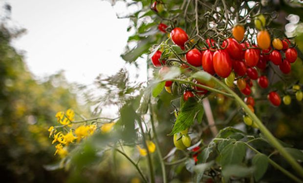 Testes foram realizados com mudas de tomate e tabaco cultivadas em estufas. (foto - Sistema CNA/Brasil)