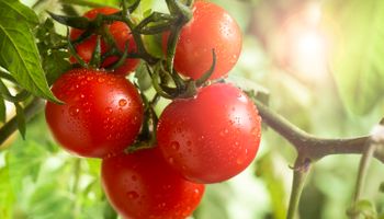 Preço do tomate cai pelo 2º mês consecutivo