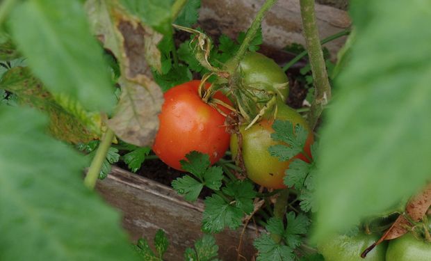 Tomate registrou alta em todas as praças consultadas. (foto - Aline Fernanda Aline por Pixabay)