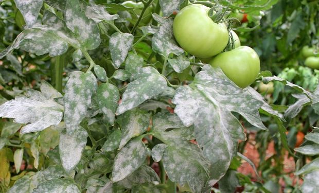 Nueva solución para el control de enfermedades en tomates y pimientos