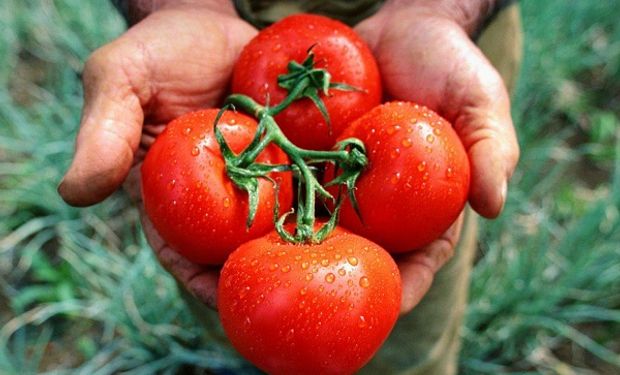 Este hallazgo permitirá avanzar en estudios sobre los efectos que tendría en los rindes del cultivo.