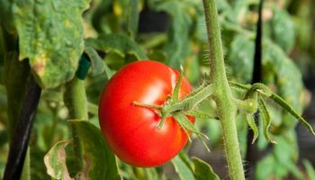 Descubren que los tomates de campo contienen más vitamina E