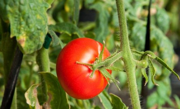 Descubren que los tomates de campo contienen más vitamina E