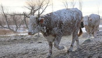 La tormenta de nieve en Estados Unidos golpea al sector ganadero y la hacienda alcanza un precio récord