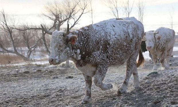 La tormenta de nieve en Estados Unidos golpea al sector ganadero y la hacienda alcanza un precio récord