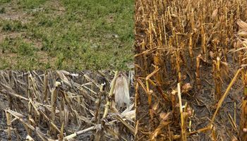 Las tormentas brutales que impactaron en 400.000 hectáreas de soja y maíz: la zona en donde el daño fue mayor