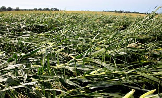 El maíz podría tener importantes subas en Chicago: los cultivos están peor de lo que se esperaba