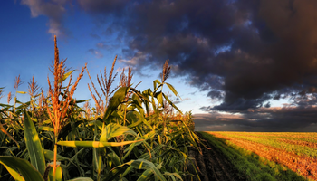 Agricultores enfrentan un 2014 difícil tras cosecha récord