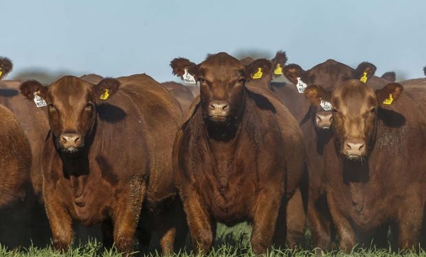 El toro Angus que se vendió a $132 millones y los precios de los 2779 animales que subastó la raza durante julio