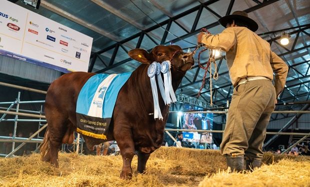 Pagaron $38,5 millones por el 50% de un toro Brangus