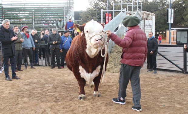 Místico, el primer toro de la ExpoRural 2024: el pasado futbolero del animal de 1140 kg y el trabajo del establecimiento que llevó el animal hasta Palermo