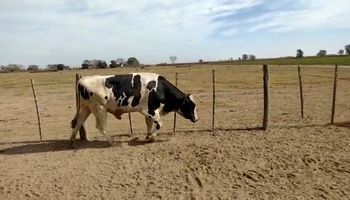 Un toro mató a un productor de Córdoba: era segunda generación de tamberos y “amaba el campo”