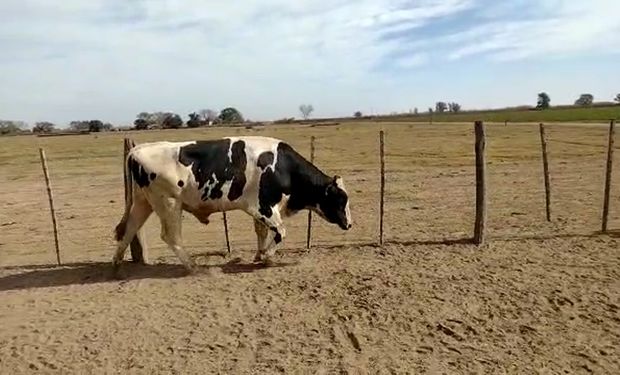 Un toro mató a un productor de Córdoba: era segunda generación de tamberos y “amaba el campo”