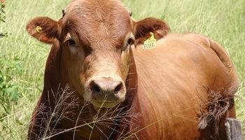 Enfermedades de transmisión sexual: prorrogan la fecha de control en bovinos