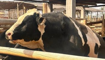 Un enorme toro mató a un trabajador rural en el tambo más grande de San Juan