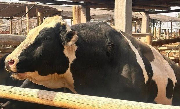 Un enorme toro mató a un trabajador rural en el tambo más grande de San Juan