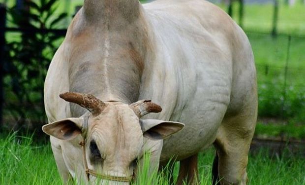 Jubilan al toro Sherlock, un semental brasilero que dejó más de 340.000 crías 