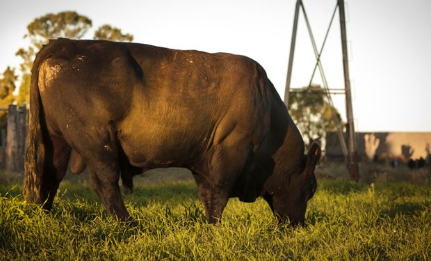 Plan Toro: profundizan el programa que previene enfermedades venéreas