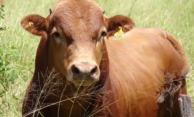 Buenos Aires presentó un programa para prevenir las enfermedades de transmisión sexual en la cadena bovina